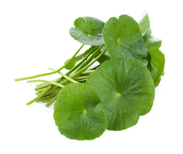 Closeup leaf of Gotu kola, Asiatic pennywort, asiatic leaf isolated on white background