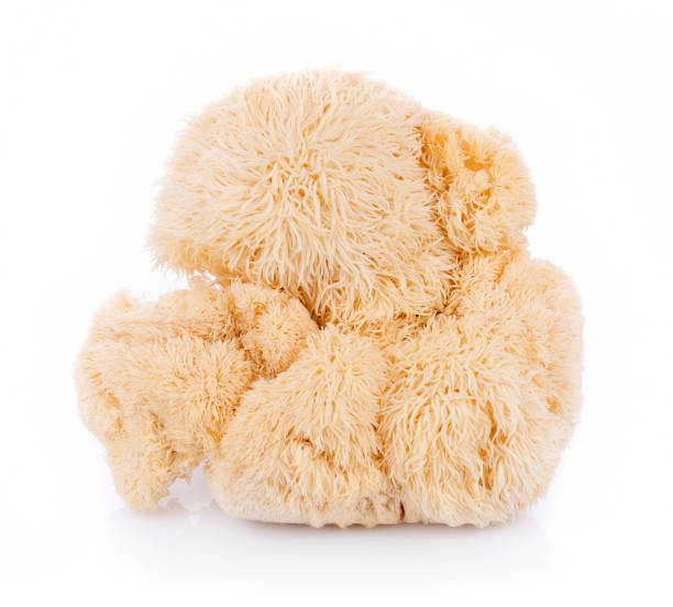 istock lion mane mushroom isolated on white background 1022975314
