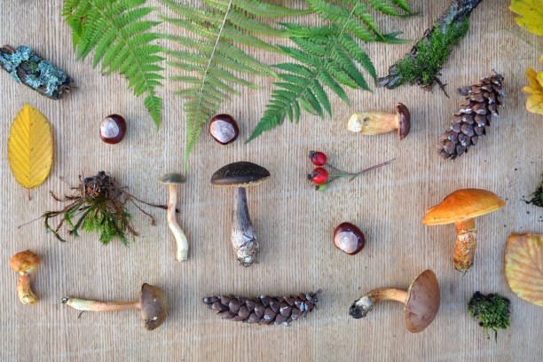 istock Flat lay composition of edible forest mushrooms, leaves, conkers and cones 1022980606