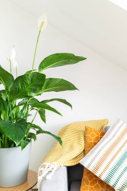 House Plant next to couch and cushions Big Peace Lily next to cushions and grey couch peace lily photos stock pictures, royalty-free photos & images