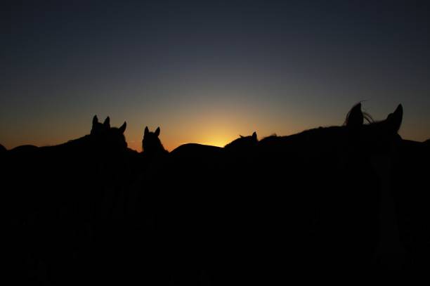istock Horses at sunrise 1022981152