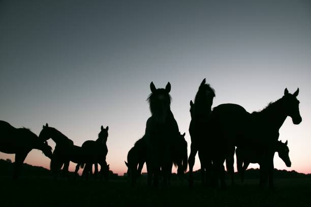 istock Horses at sunrise 1022981424