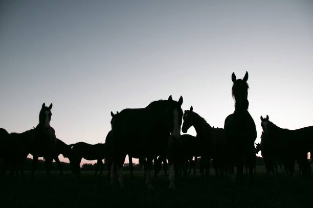 istock Horses at sunrise 1022981460