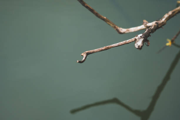 istock Abstract dead branch of tree on water 1022982406