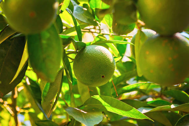 istock Green orange hanging on a tree with leaves in the sun 1022985316