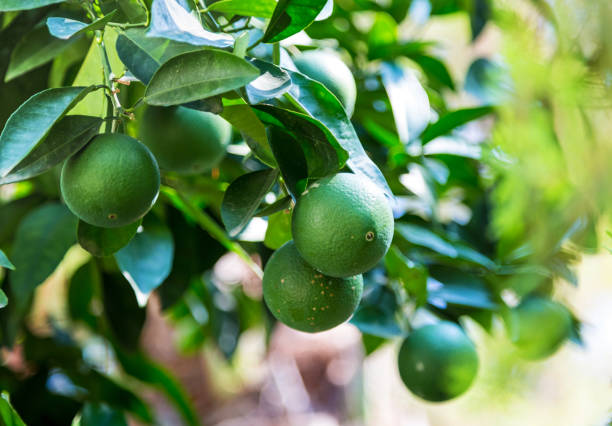 istock Green orange hanging on a tree with leaves in the sun 1022985452