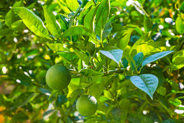 istock Green orange hanging on a tree with leaves in the sun 1022985576