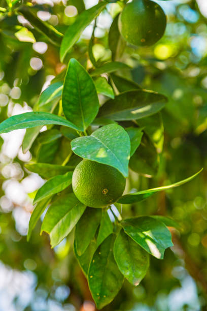 istock Green orange hanging on a tree with leaves in the sun 1022985660