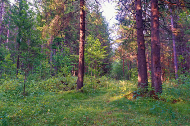 istock Summer evening in the coniferous forest 1022990216