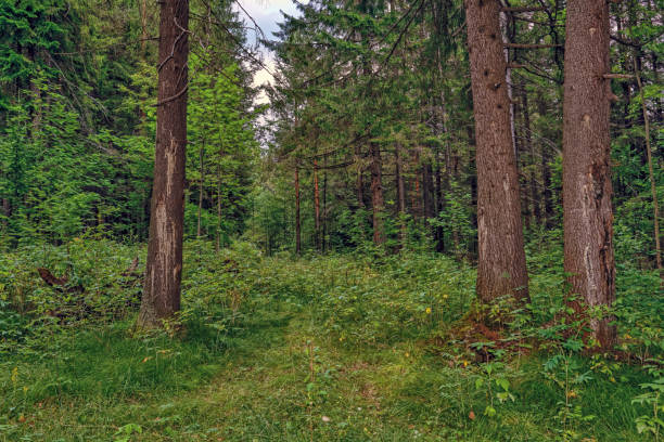 istock Summer evening in the coniferous forest 1022990288