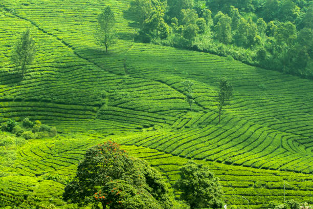 Fresh green view of tea plantation in daytime.