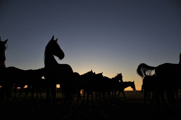 istock Horses at sunrise 1022991346