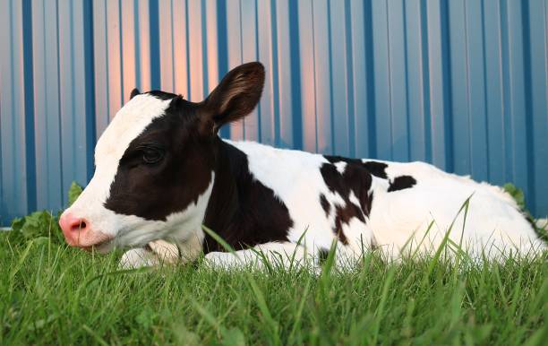 vitello holstein neonato sdraiato nell'erba - bestiame bovino di friesian foto e immagini stock