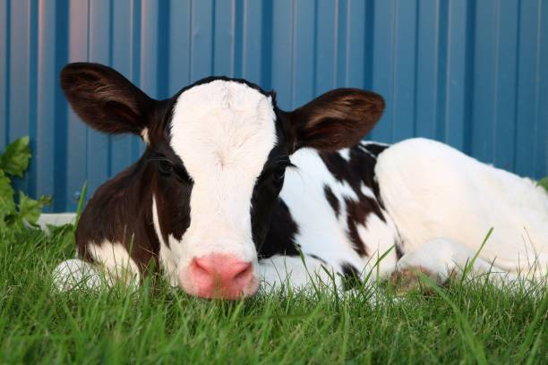 istock Newborn holstein calf laying in the grass 1022996004