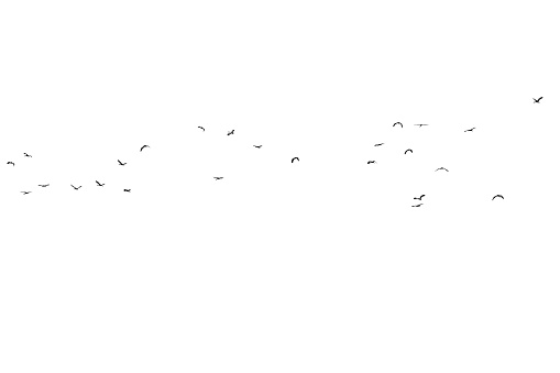 Flock of birds on a white background. For design. Flock of birds isolated on a white background. For multiply layer.