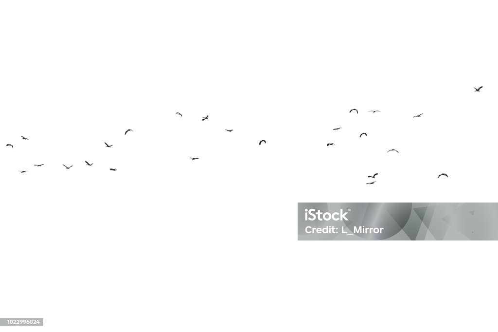 Flock of birds on a white background. For design. Flock of birds isolated on a white background. For multiply layer. Bird Stock Photo