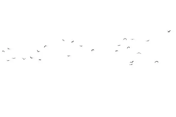Photo of Flock of birds on a white background. For design. Flock of birds isolated on a white background. For multiply layer.