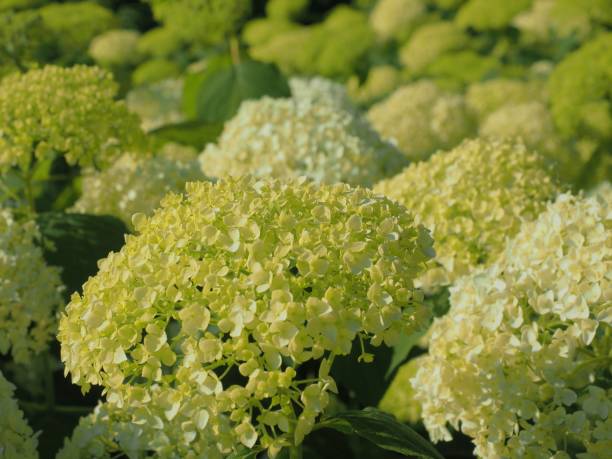 istock annabelle hydrangea flower petal close up 1023000772