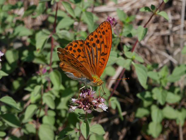 argynnis paphia mariposa, macho adulto, alimentándose de una flor - argynnis fotografías e imágenes de stock