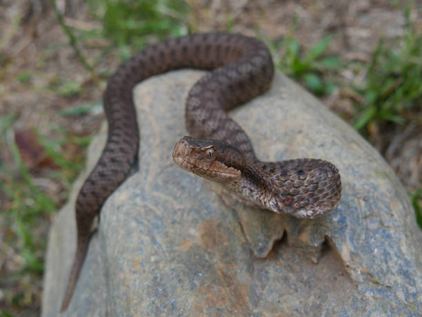 istock Close up of a young spanish adder / viper Aspis aspis 1023000824