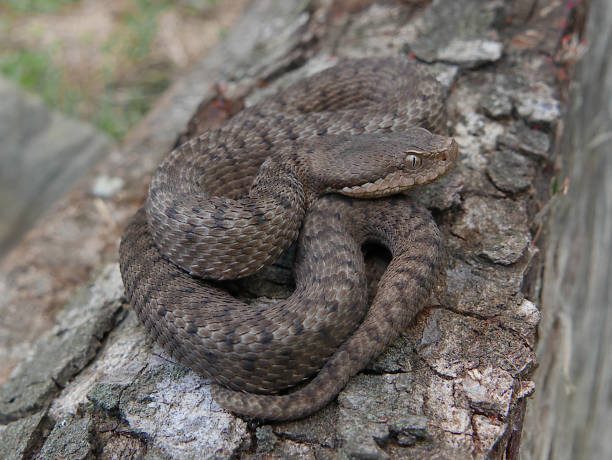 istock Close up of a young spanish adder / viper Aspis aspis 1023000888