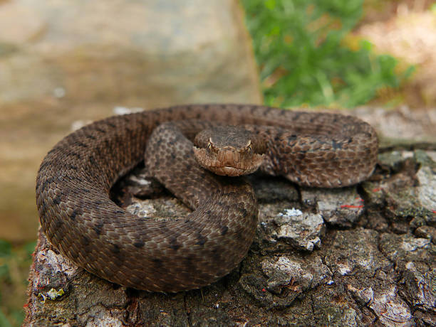 istock Close up of a young spanish adder / viper Aspis aspis 1023000924