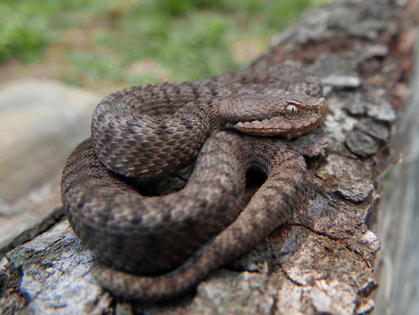 istock Close up of a young spanish adder / viper Aspis aspis 1023000928