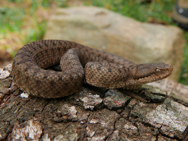istock Close up of a young spanish adder / viper Aspis aspis 1023000954