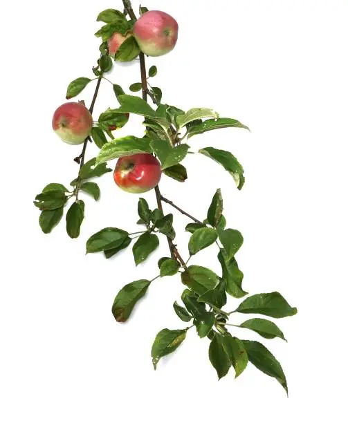 Branch of apples with leaves and fruits isolated on white background.