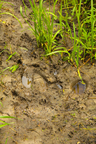 istock Footprints in muddy bog close-up 1023004054