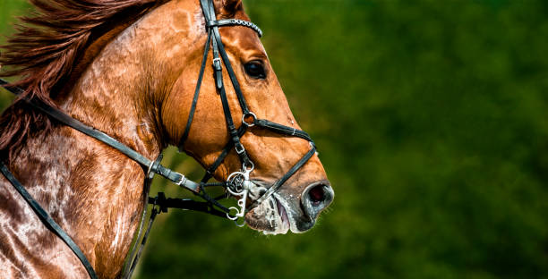 australia melbourne  equestrian demostration
