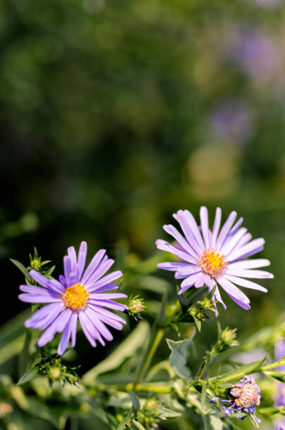 istock Purple Garden Flowers 1023017056