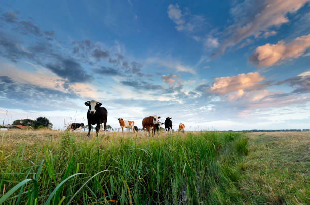 few cows on pasture at sunset during summer stock photo