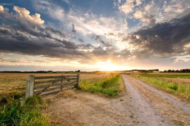 beautiful sunset in Dutch summer farmland