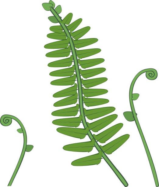 Green fern leaves and unfurling fiddlehead fern fronds on white background Green fern leaves and unfurling fiddlehead fern fronds on white background fiddle head stock illustrations