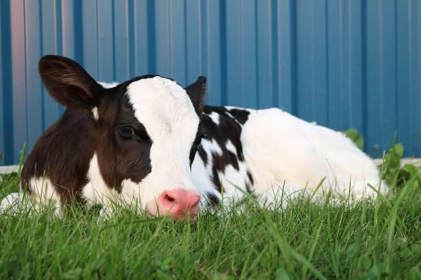 istock Newborn holstein calf laying in the grass 1023025666