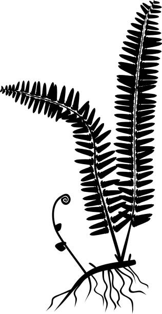 Silhouette of fern with rhizome and roots on white background Silhouette of fern with rhizome and roots on white background fiddle head stock illustrations