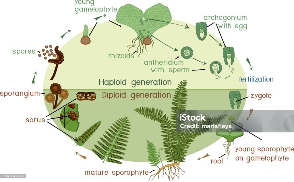 Life Cycle Of Fern Plant Life Cycle With Alternation Of Diploid ... Biology Diagrams
