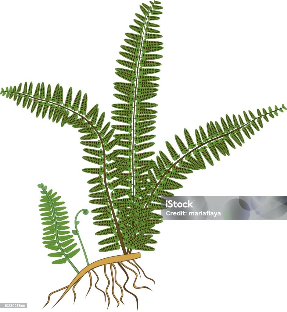 Dương Xỉ Xanh Với Thân Rễ Và Rễ Trên Nền Trắng Hình minh họa Sẵn ...