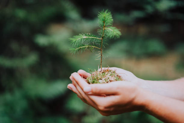 istock Female hand holding sprout wilde pine tree in nature green forest. Earth Day save environment concept. Growing seedling forester planting 1023026436