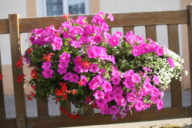 istock petunias outdoor 1023035448