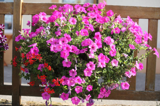 istock petunias outdoor 1023035450