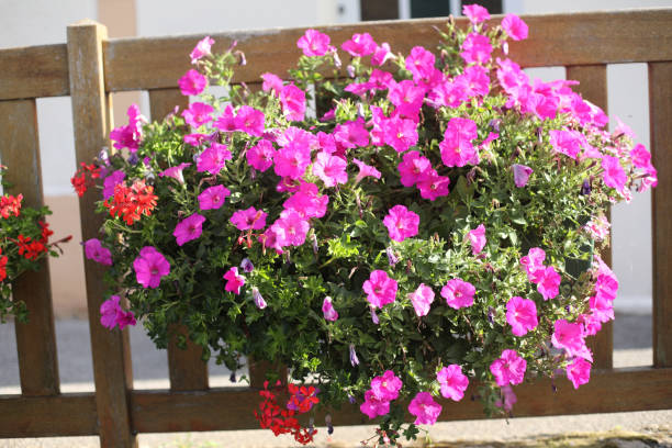 istock petunias outdoor 1023035462