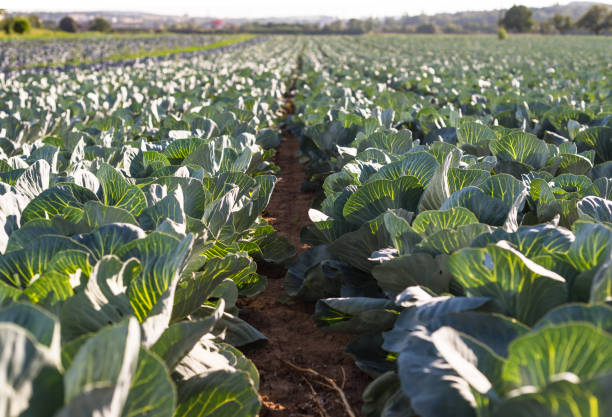 istock Ripened cabbage on the field on a summer sunny day in western Germany. Leaves cabbage highlighted by the sun. 1023038374
