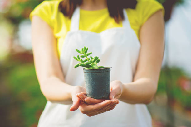 Piccolo cactus vegetale tenuto in mano a una giardiniera femmina - foto stock