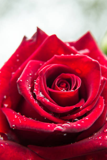 istock Red rose with drops of rain - macro 1023038494