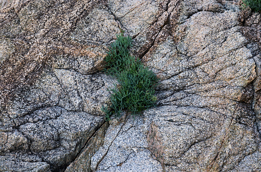 The plant grows in a crack on the rock