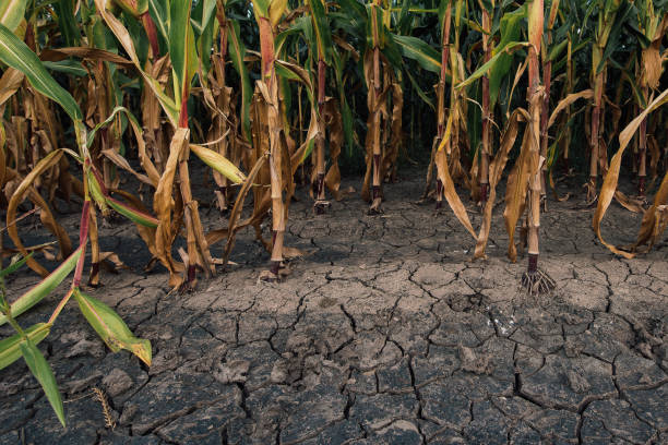 istock Cornfield and dry mudcracked land, drought season 1023042910