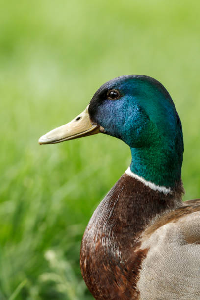 istock Mallard male duck portrait. 1023042968
