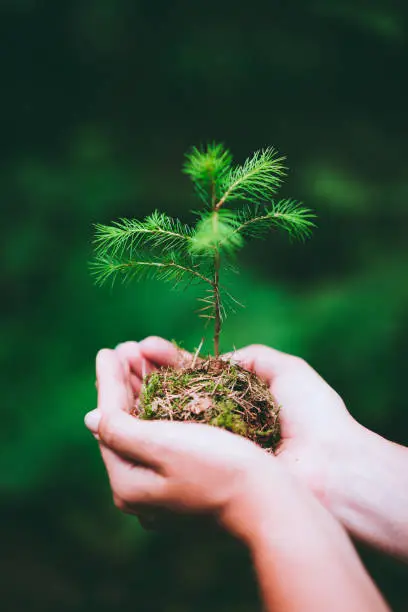 Photo of Female hand holding sprout wilde pine tree in nature green forest. Earth Day save environment concept. Growing seedling forester planting